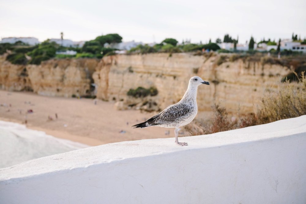 wedding portugal algarve trouwen weddingplanner-29